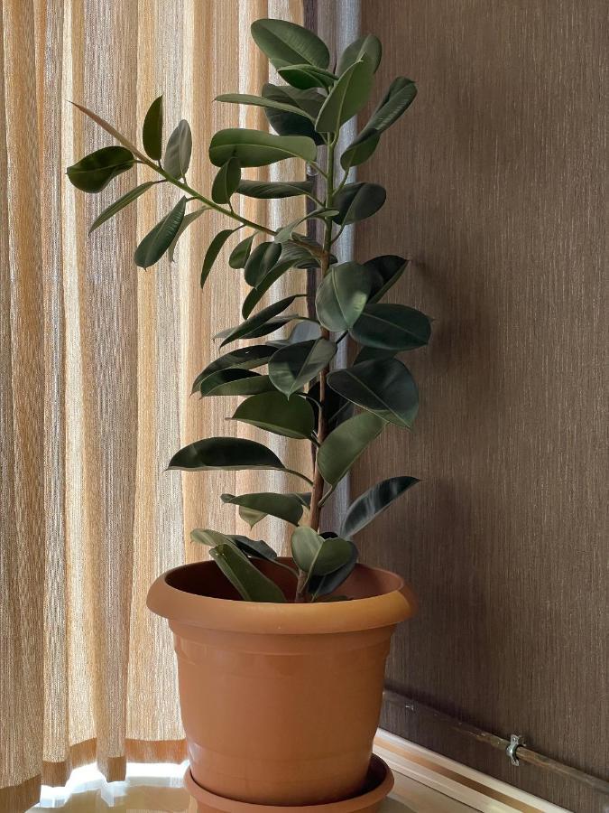 Park Azure Louvre Apartment バクー エクステリア 写真